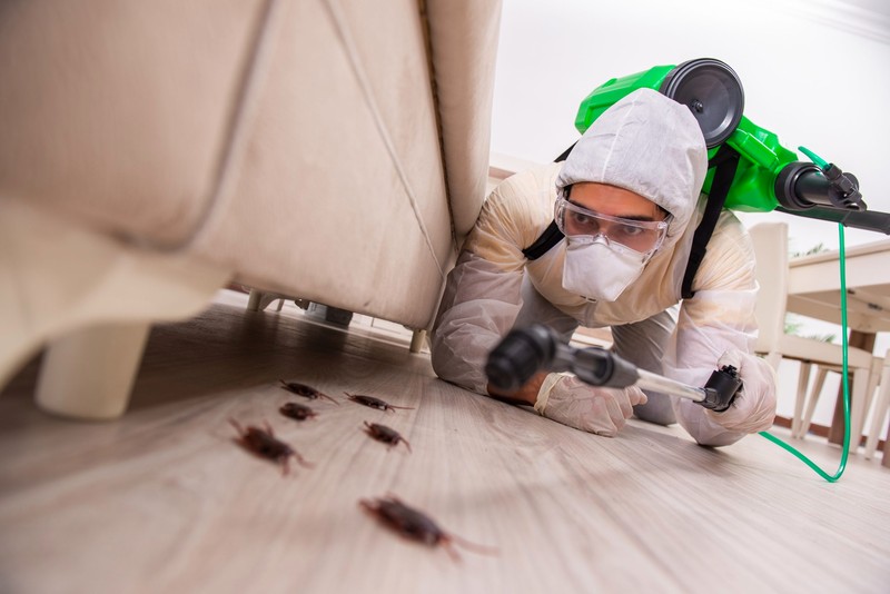 Why Must You Hire Professional Pest Control Services?