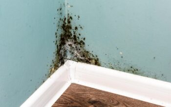 dehumidifiers and mold