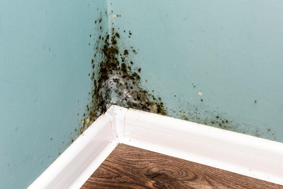 To Ensure A Healthy Home Environment, Mould Testing Is A Must