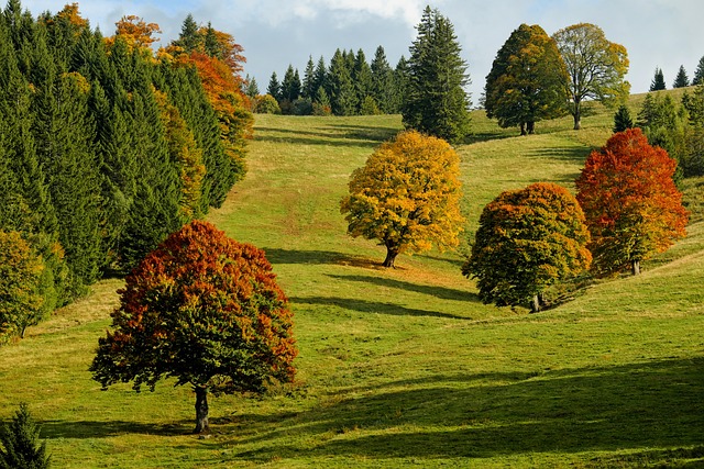 Multiple trees showing fall colors in a huge backyard