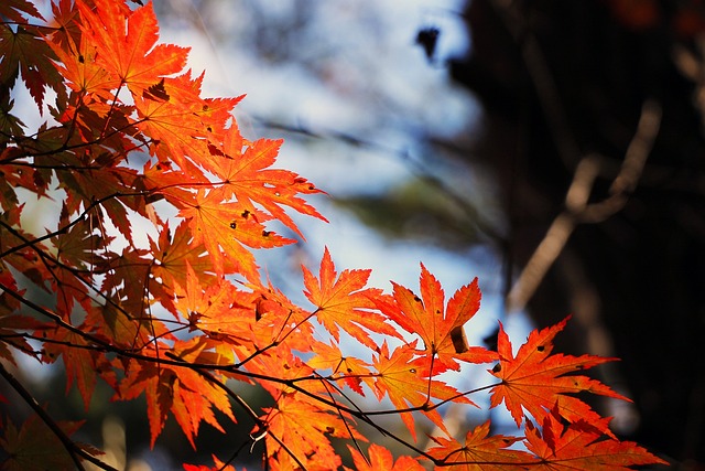 Maple tree leaves in fall