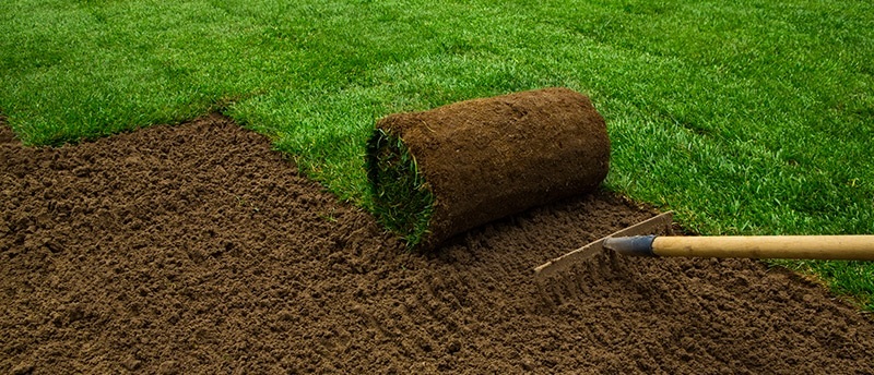 Signs Your Sod Installation Was Successful